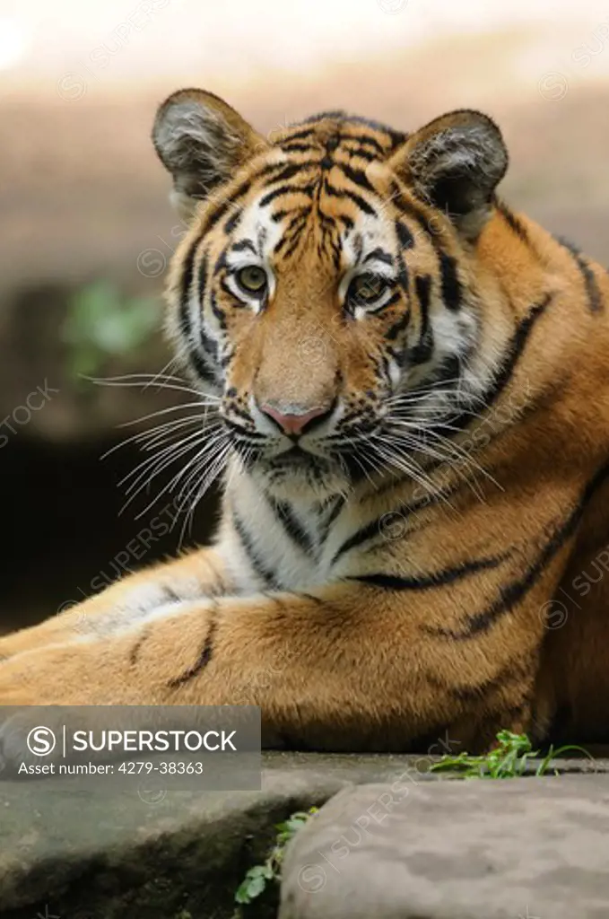 Siberian tiger - lying, Panthera tigris altaica