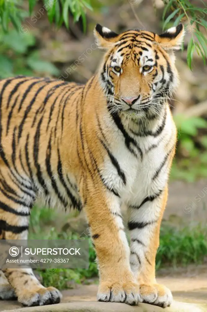 Siberian tiger - standing, Panthera tigris altaica