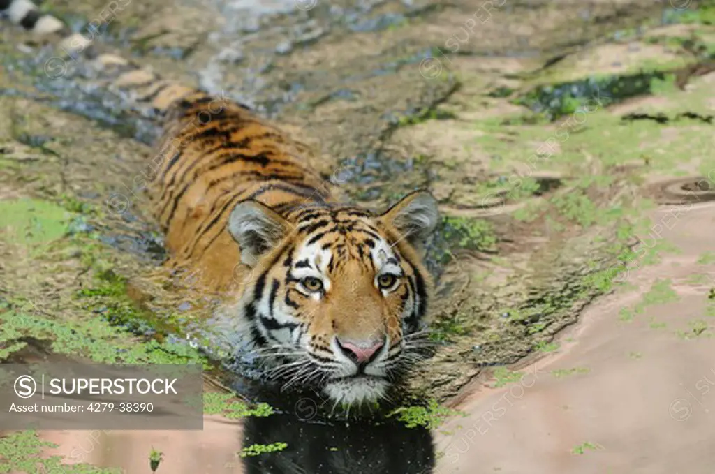 Siberian tiger - swimming, Panthera tigris altaica