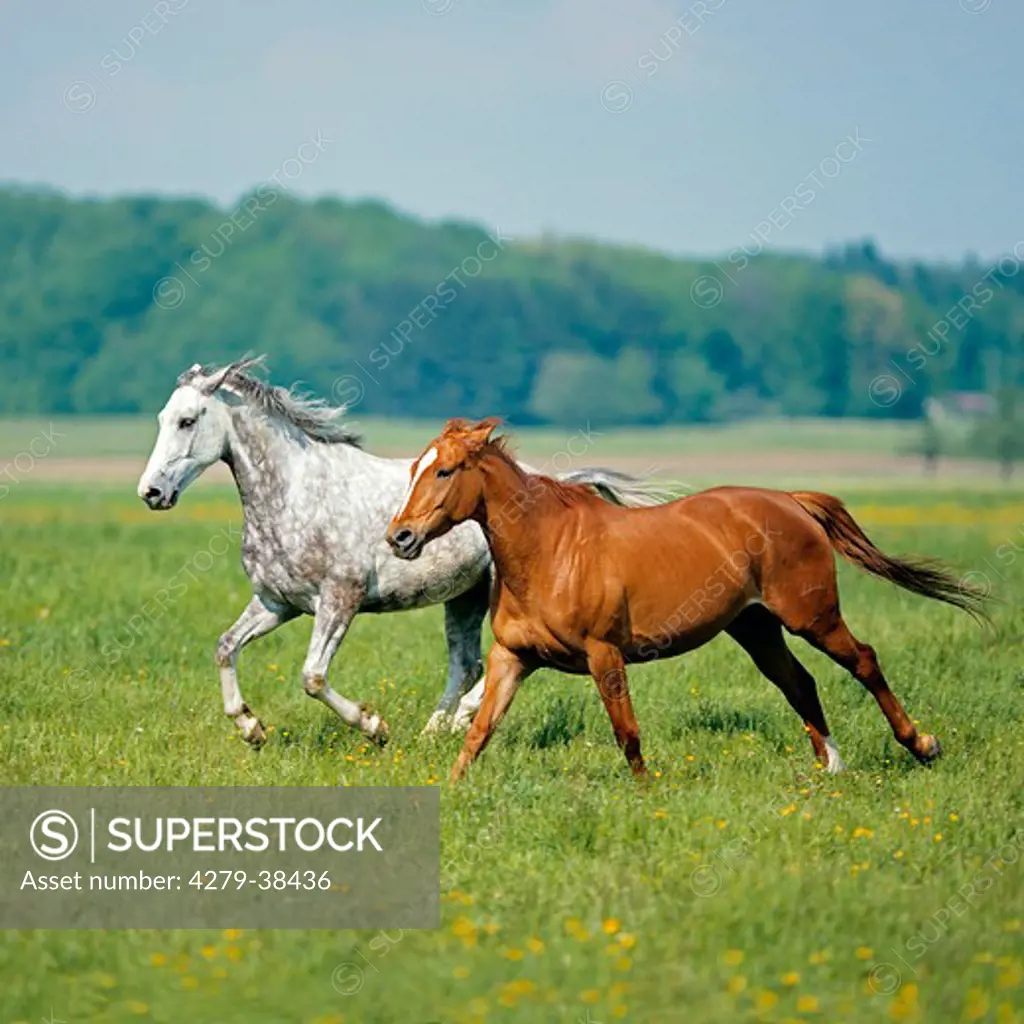 two W¸rttemberger horses - galloping on meadow