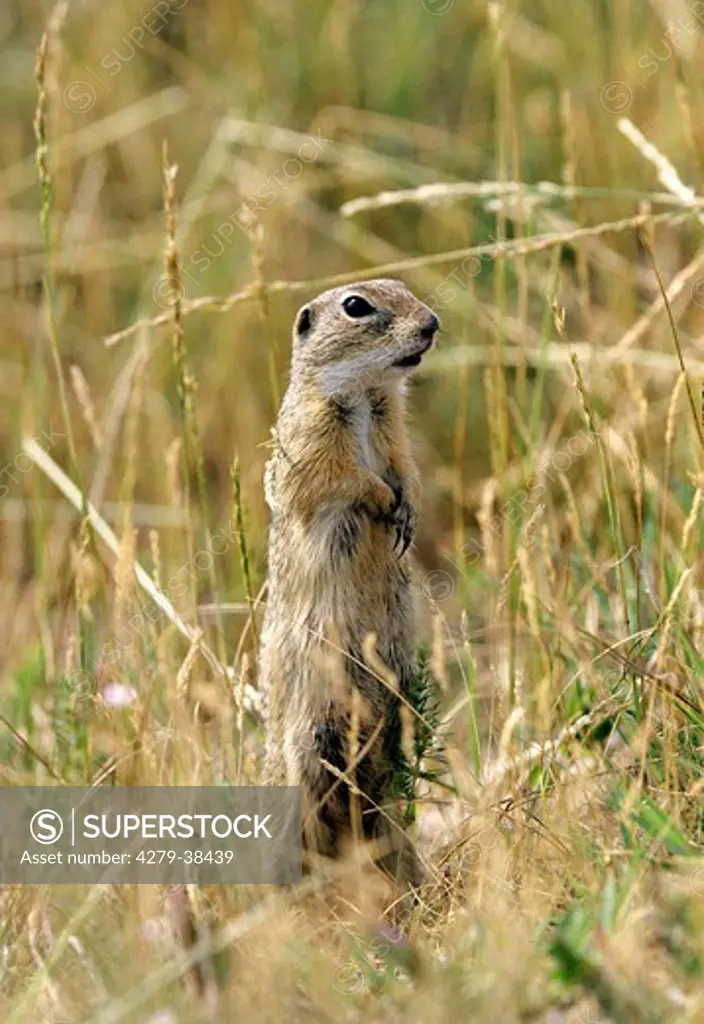 European ground squirrel - standing on meadow, Spermophilus citellus