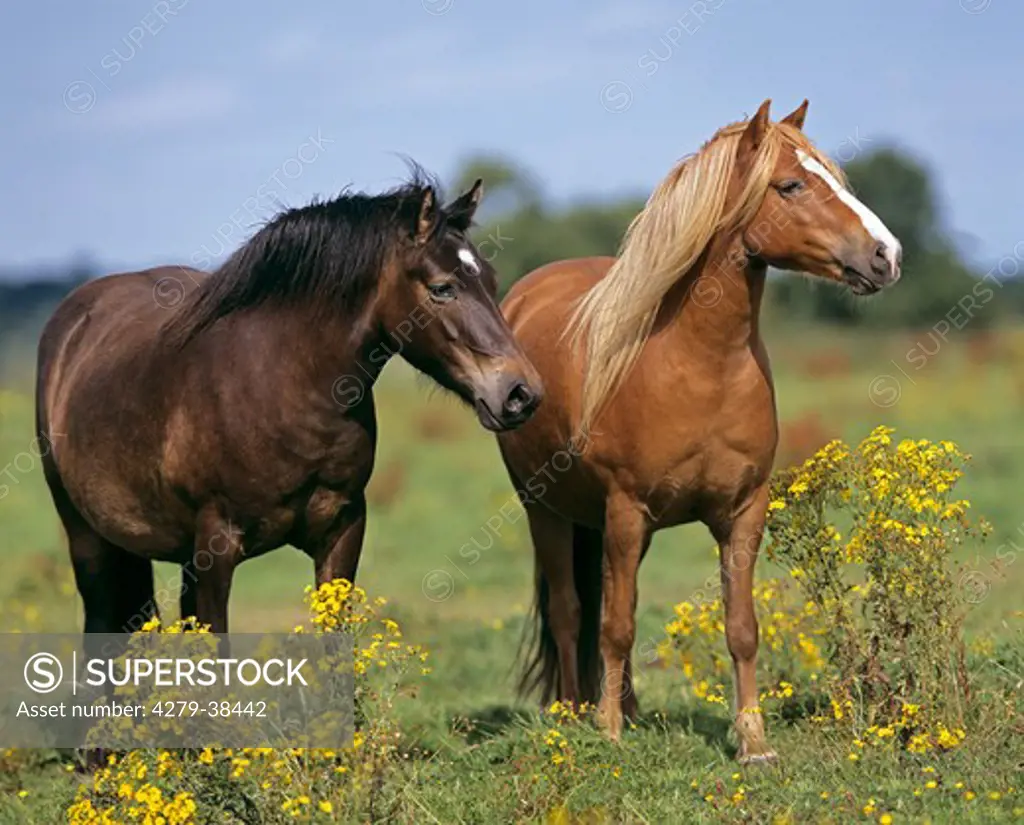 two Dartmoor Pony horses - standing on meadow