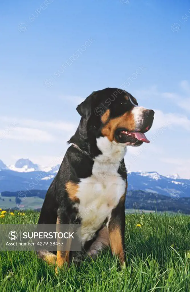 Greater Swiss Mountain Dog - sitting on meadow