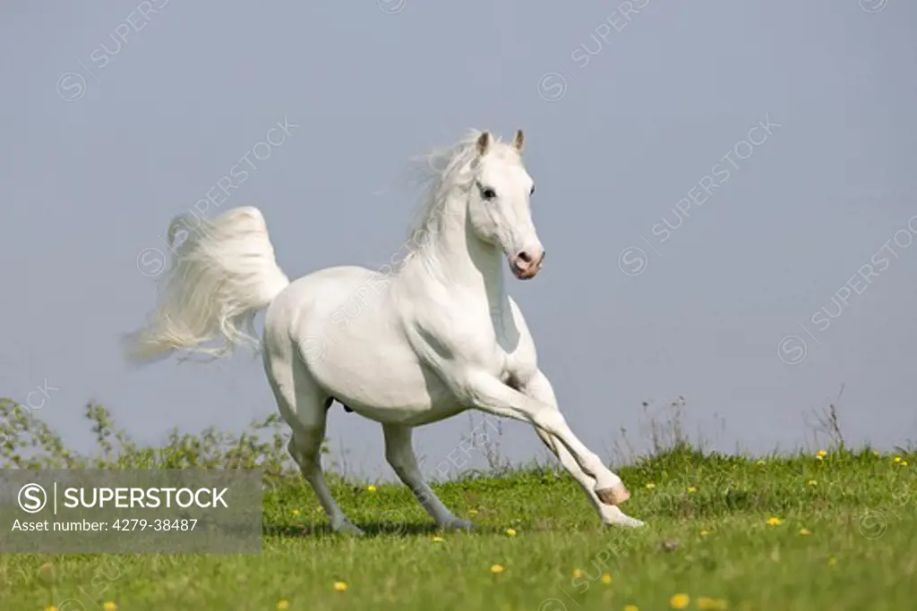 Lipizzan horse - galloping on meadow