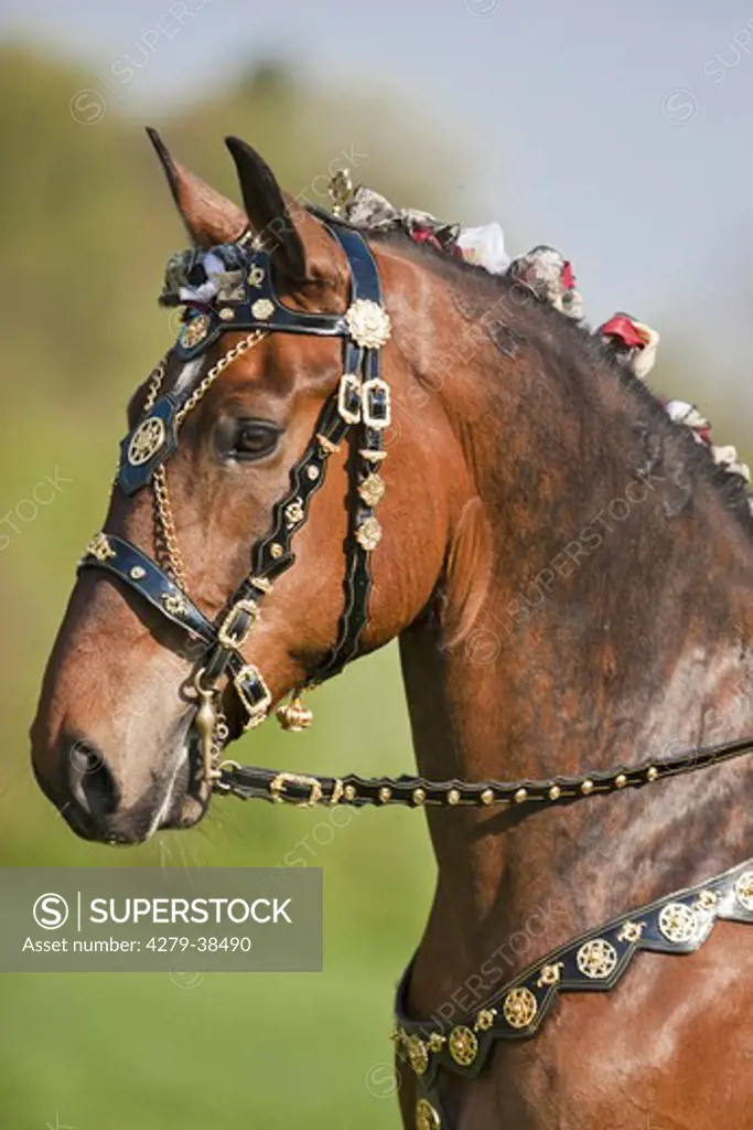 Lipizzan horse - portrait