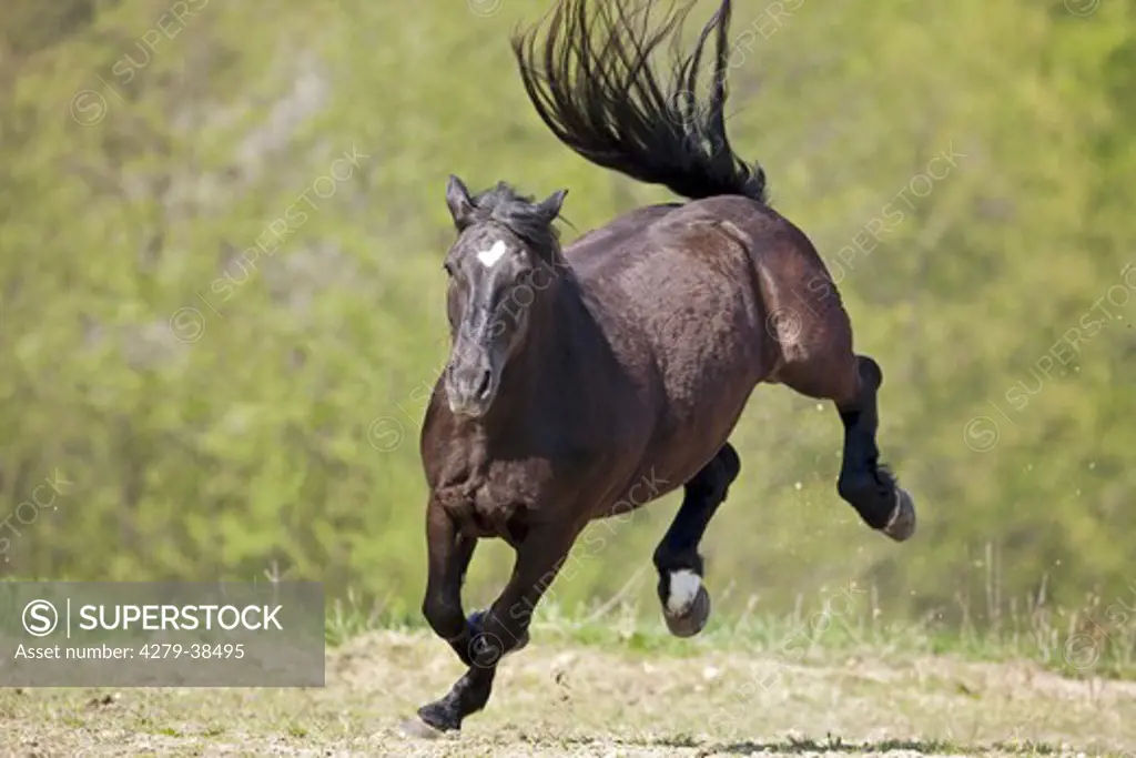 Noriker horse - jumping
