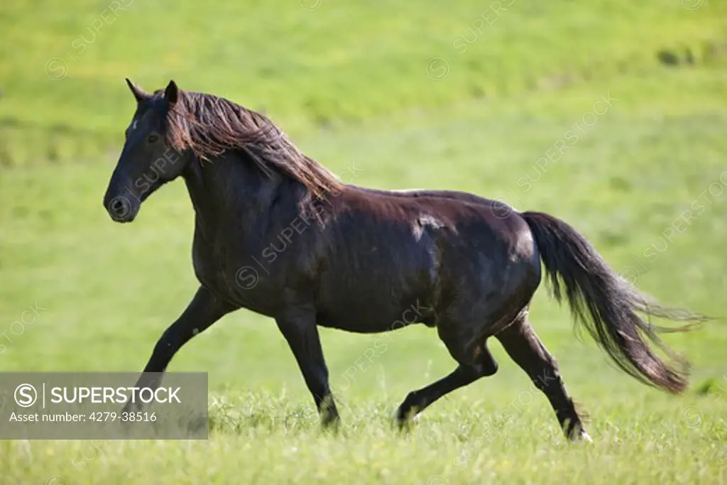 Latvian horse on meadow