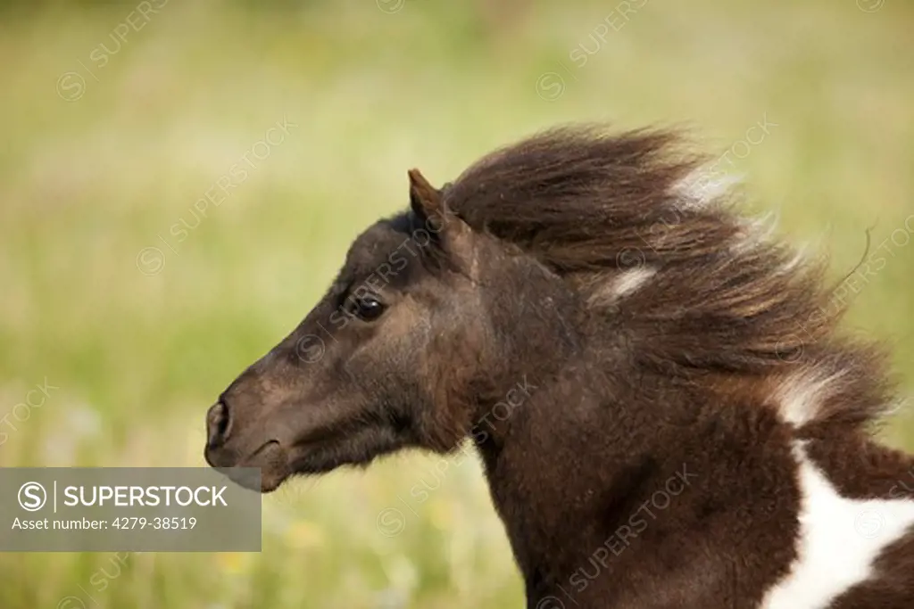 Mini Shetland Pony horse - portrait