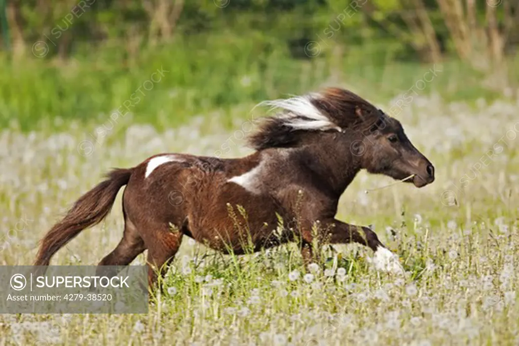 Mini Shetland Pony horse - running on meadow