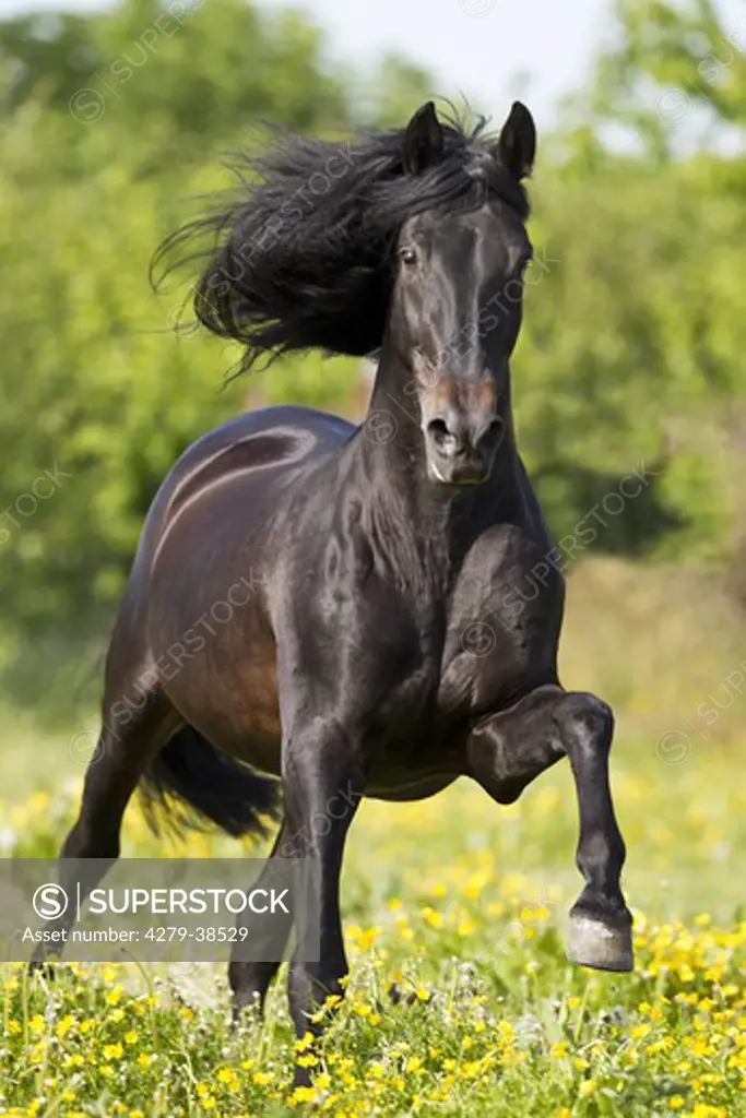 Pure Spanish-bred horse - galloping on meadow
