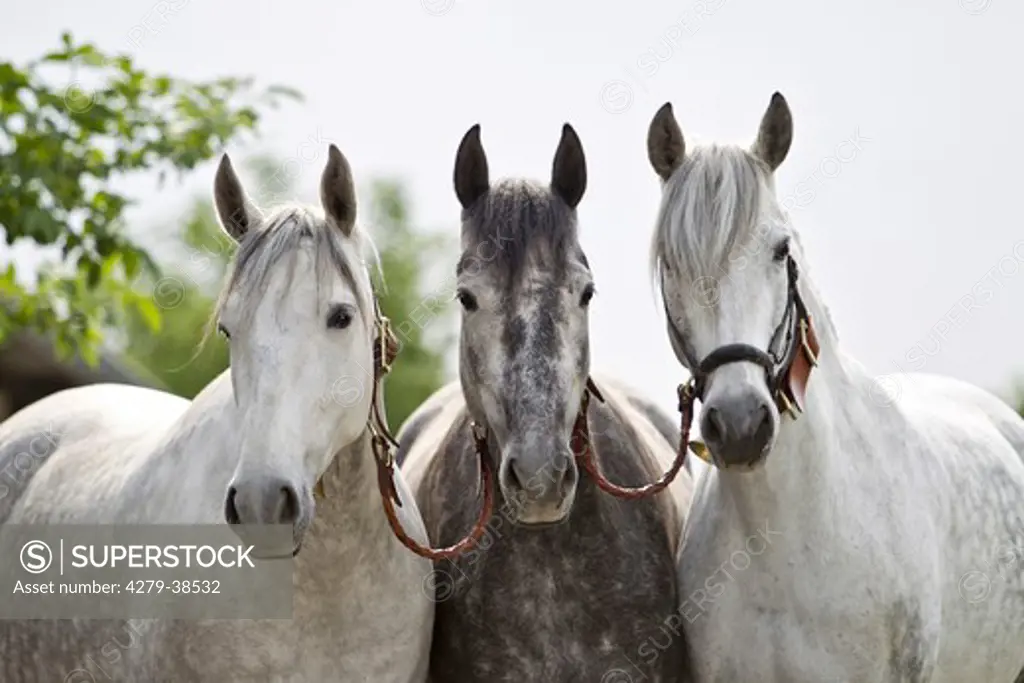 three Pure Spanish-bred horses - portrait