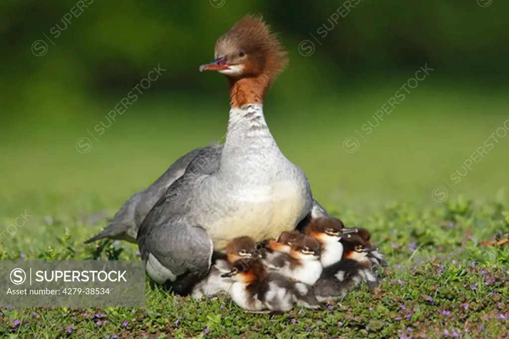 Common Merganser (female) and fledglings on meadow