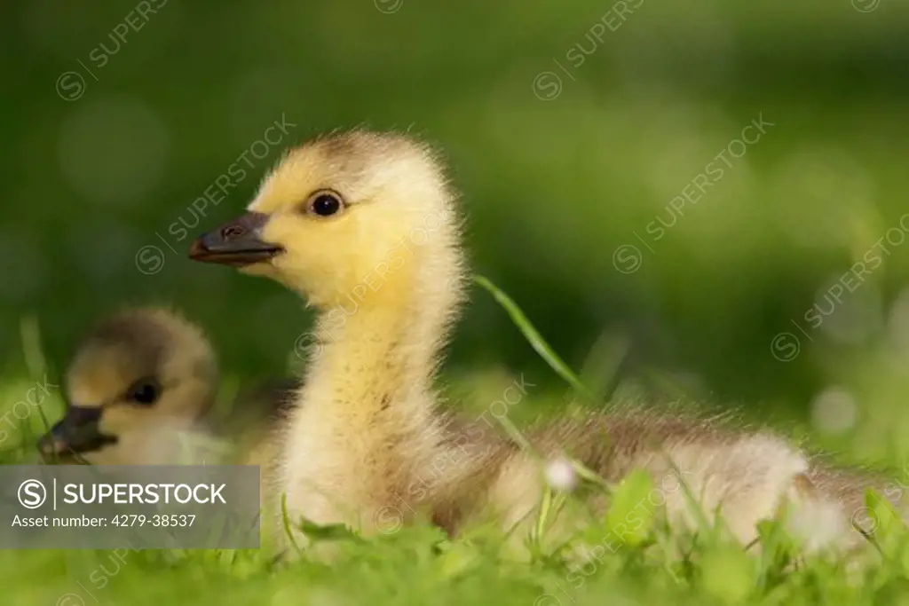 Bar-headed Goose - gosling on meadow