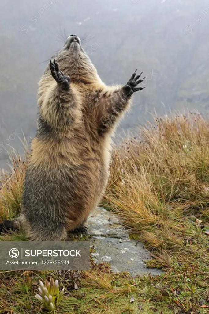 Alpine Marmot - standing, Marmota marmota