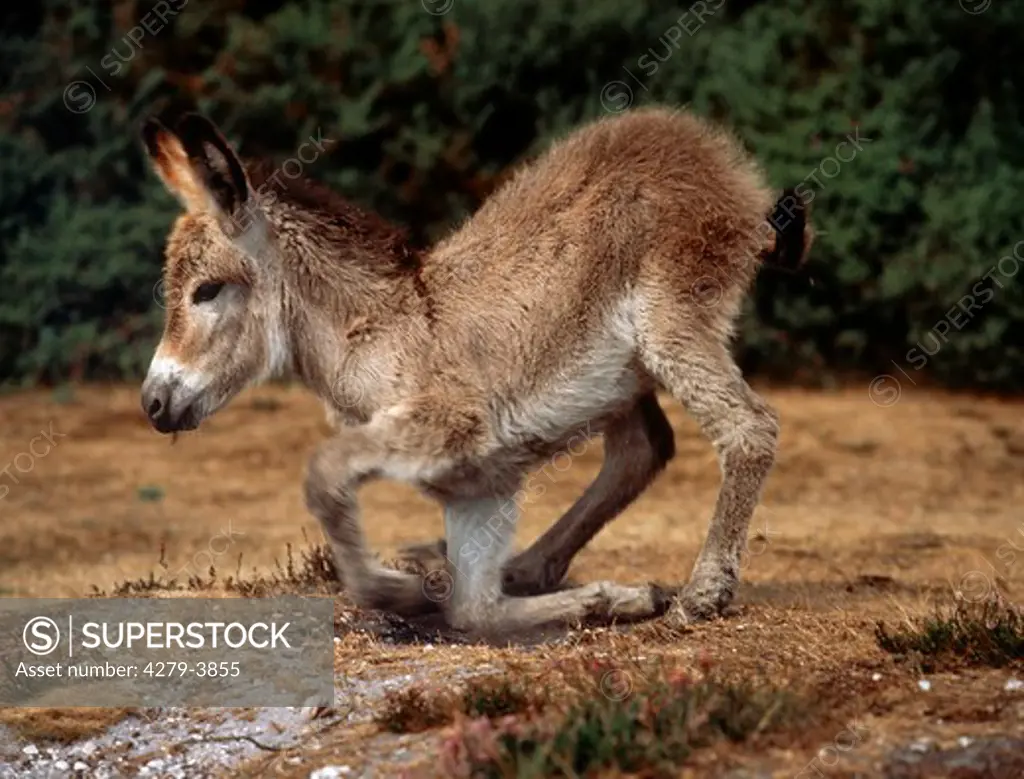 young donkey standing up