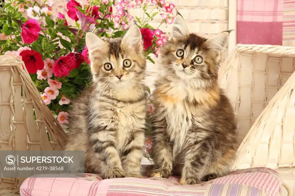 Maine Coon cat - two kitten - sitting