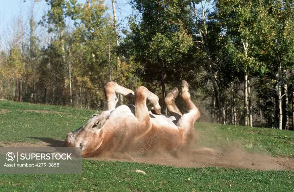 donkey rolling
