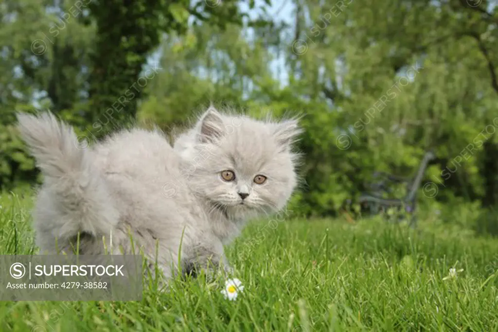 Highlander kitten - standing on meadow