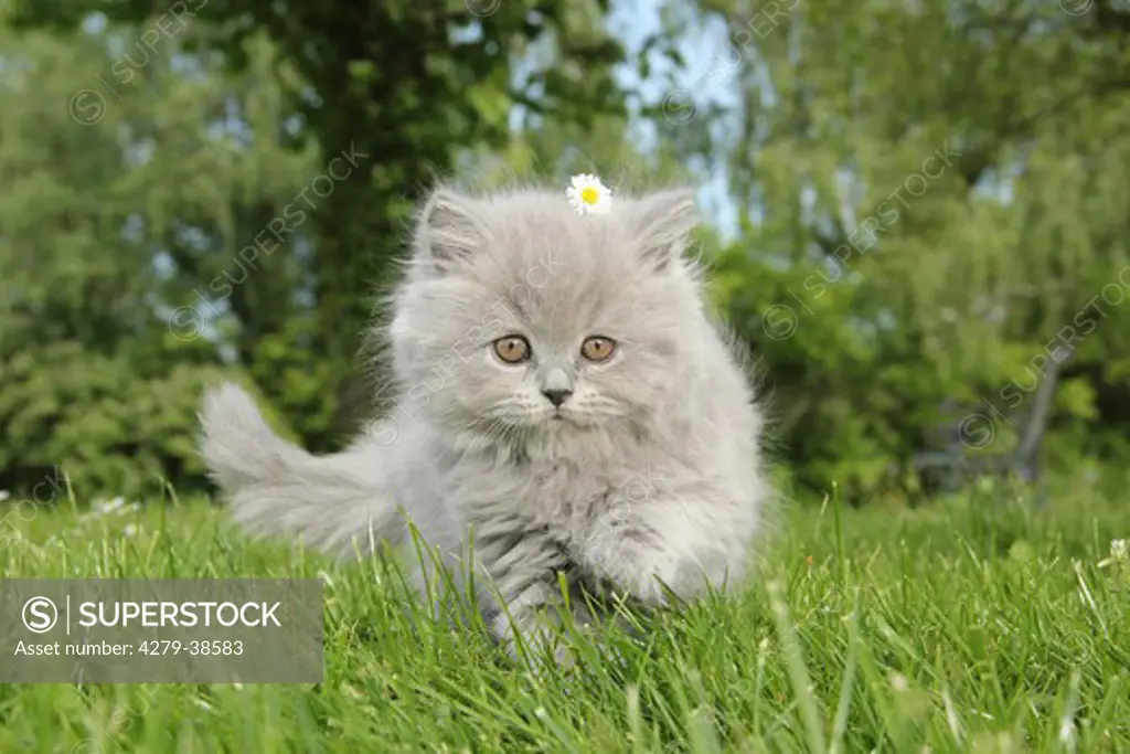 Highlander kitten on meadow