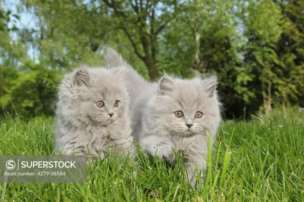 two Highlander kittens - standing on meadow