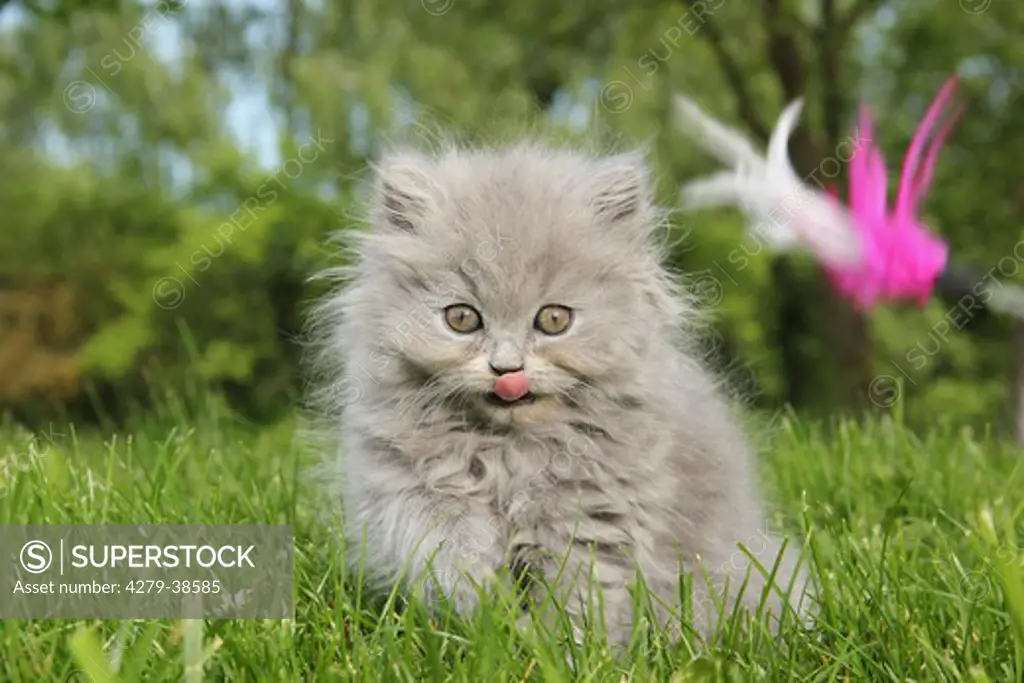 Highlander kitten on meadow