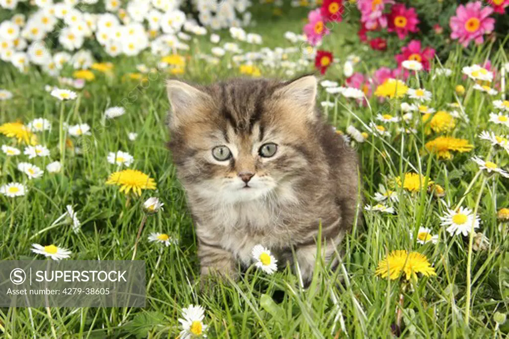 domestic cat - kitten on meadow