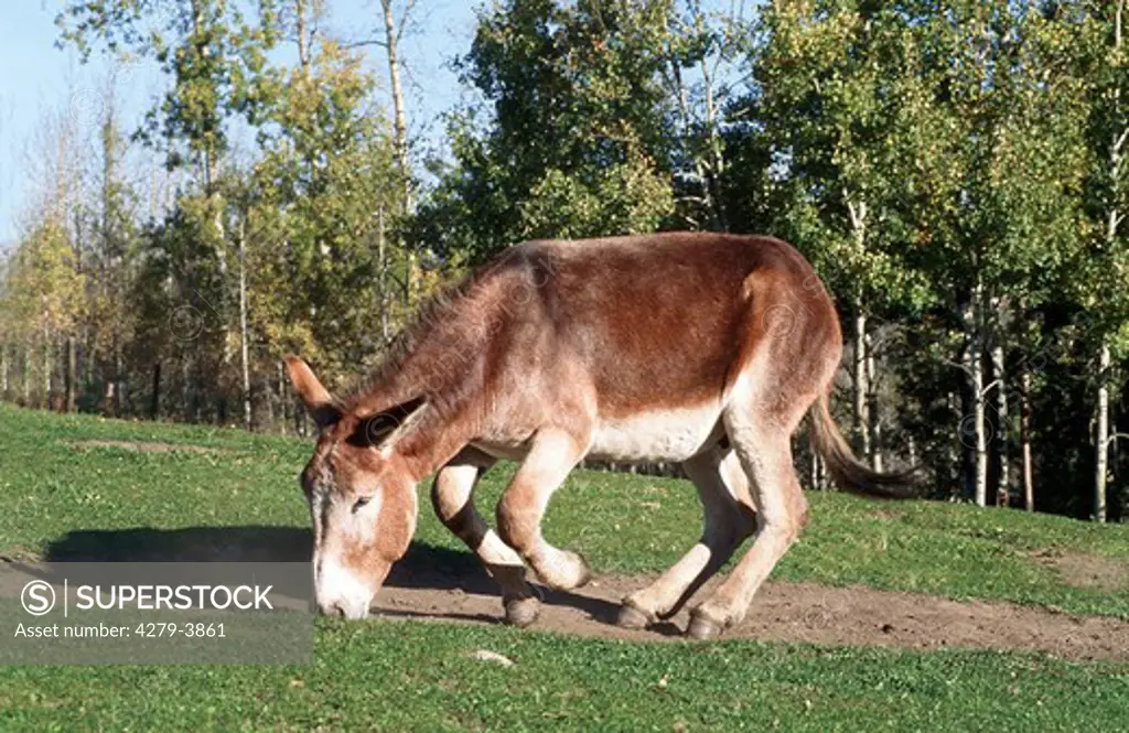 donkey sniffing at ground