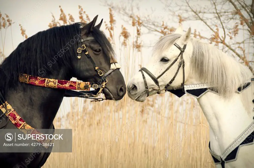 Menorquin horse and Arabian horse - portrait