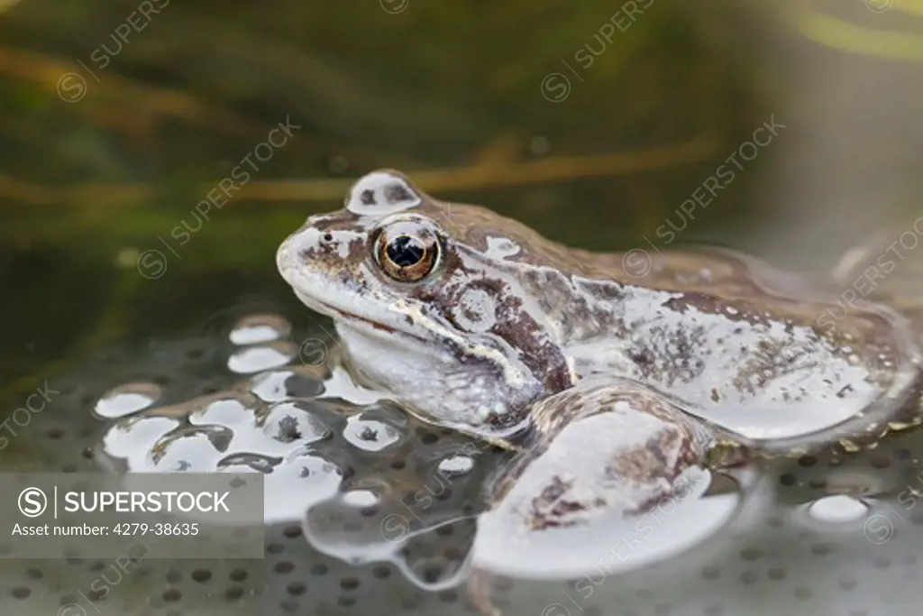 Common Frog with spawn, Rana temporaria