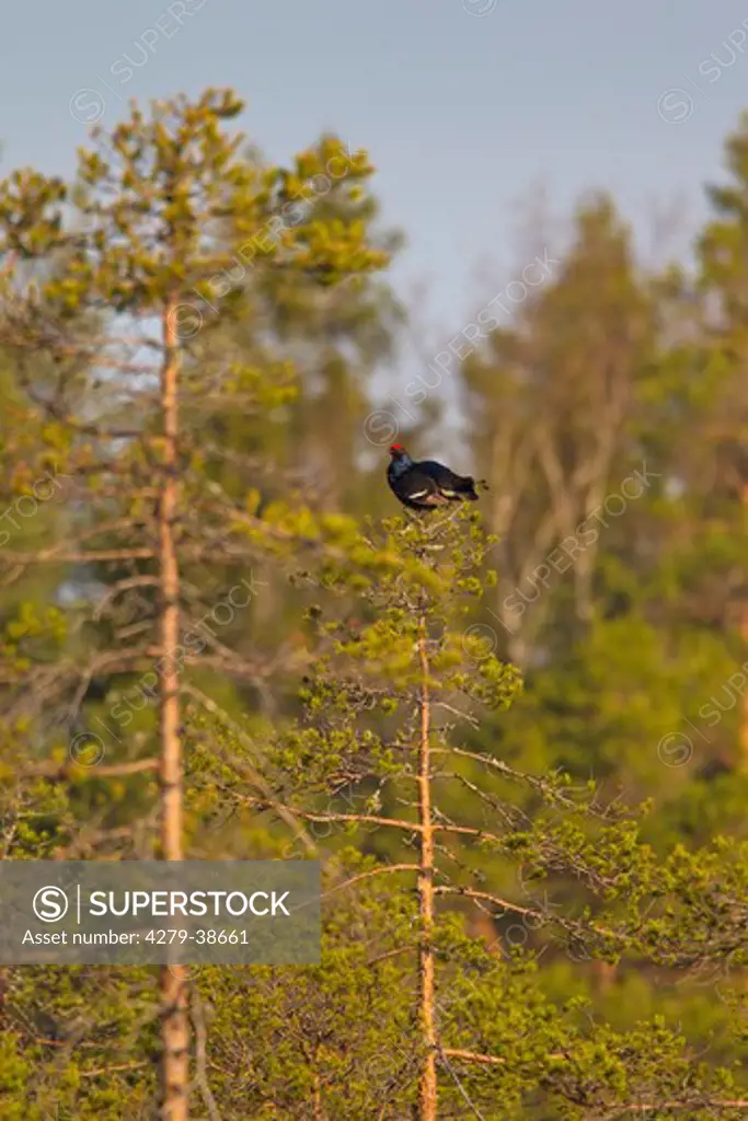 Black Grouse - male on tree, Tetrao tetrix