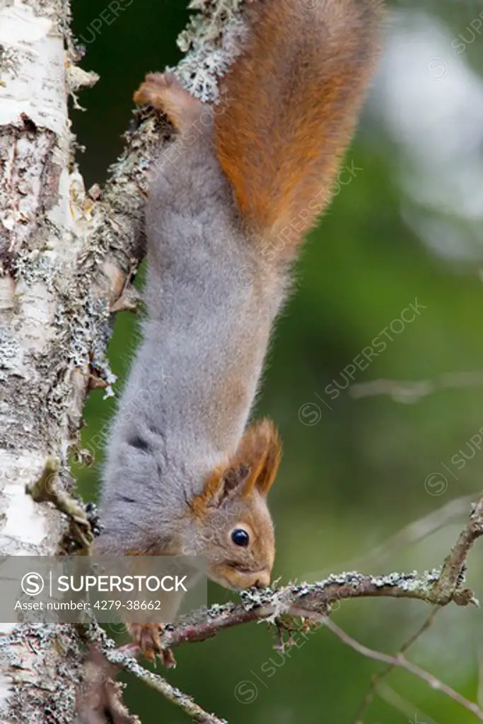 Red Squirrel on tree, Sciurus vulgaris