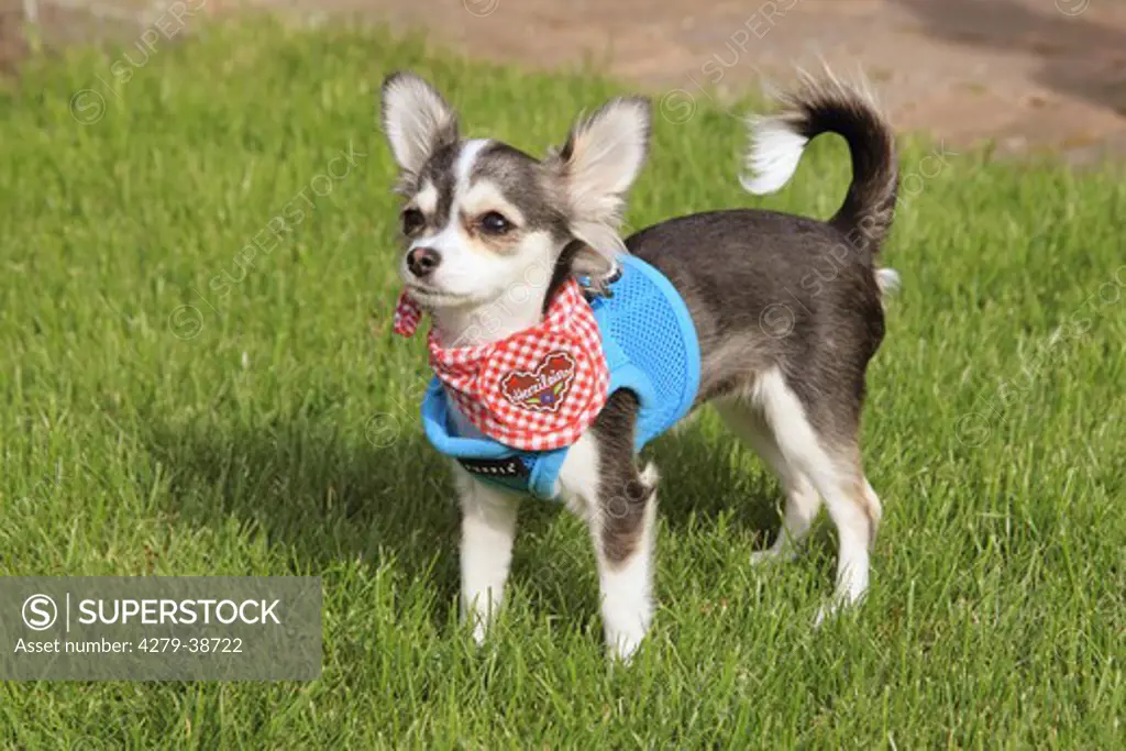 Chihuahua dog - standing on meadow
