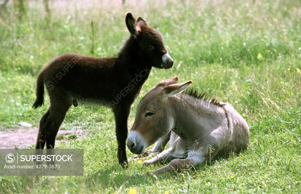donkey - mare with foal