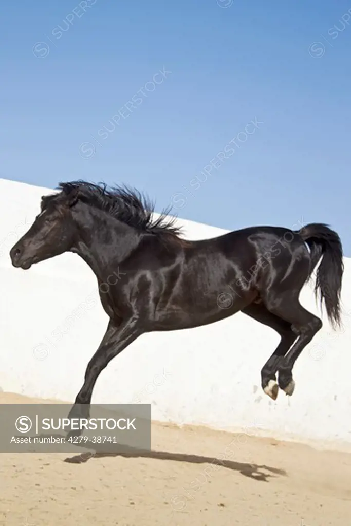 Arabian horse - bucking