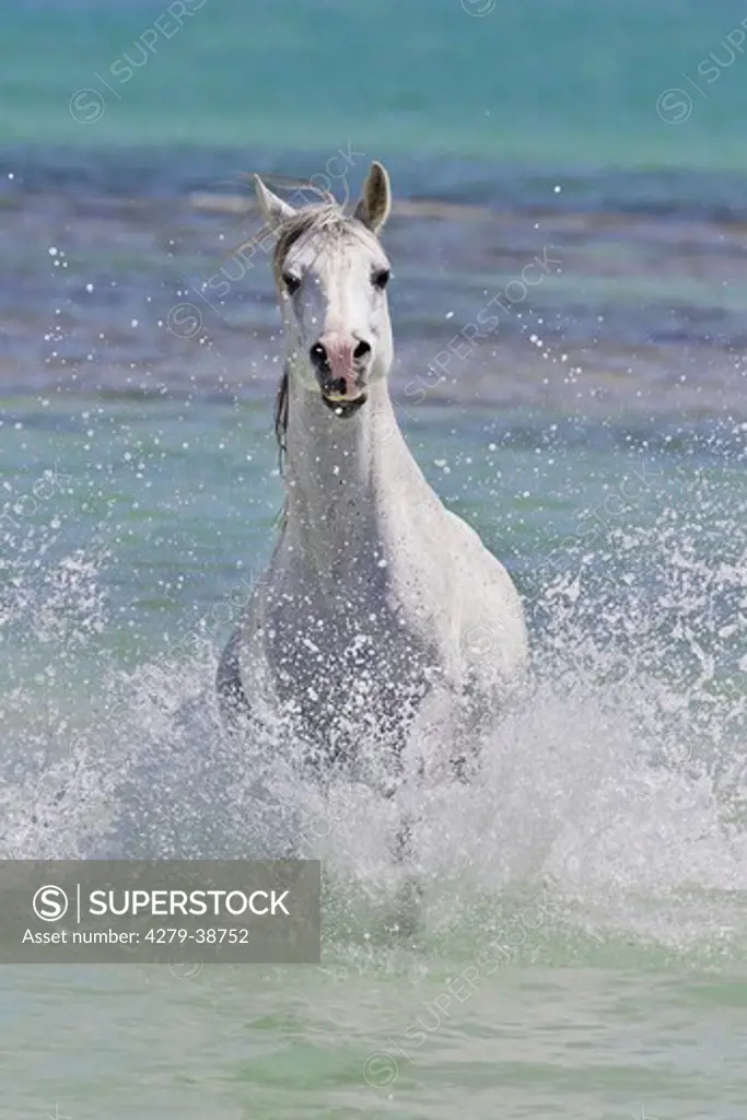 Arabian horse - running in water