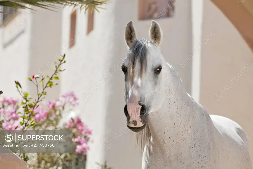 Arabian horse - portrait