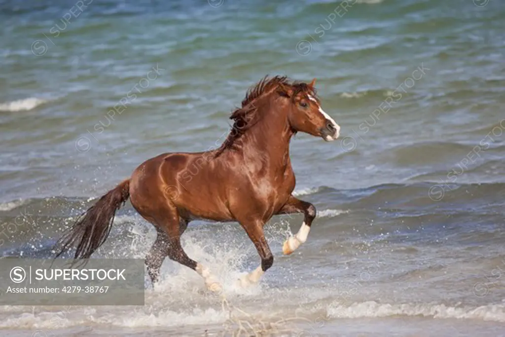 Barb horse - galloping in water