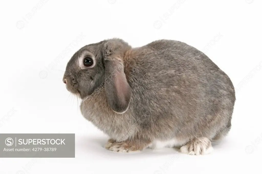 lop-eared rabbit - cut out