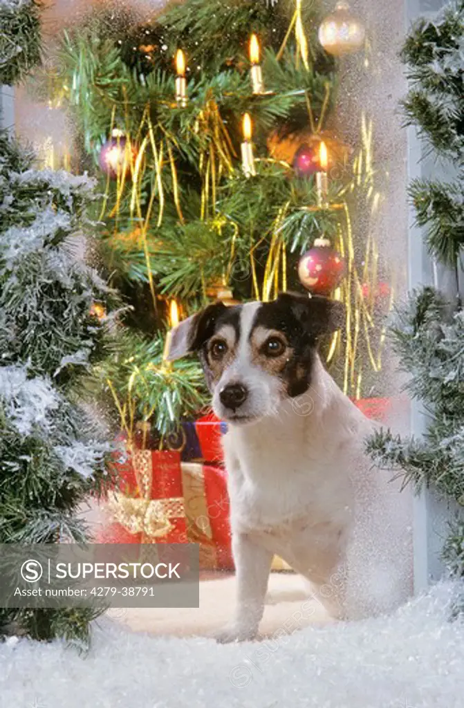 Half breed dog in front of christmas tree