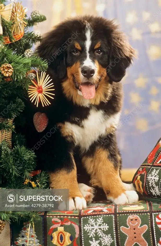 Bernese Mountaindog puppy besides chritmastree