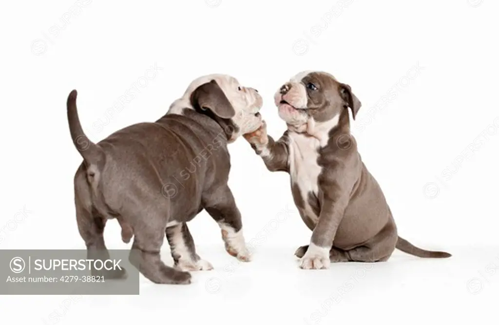 English Bulldog - two puppies - playing