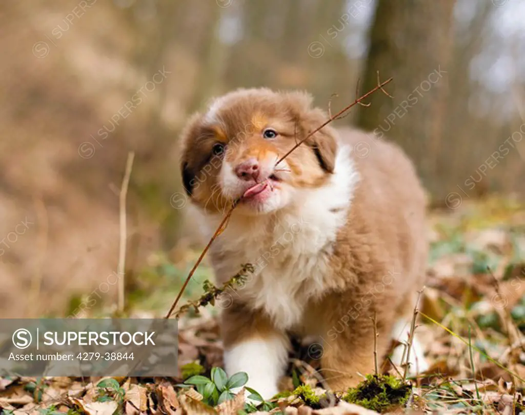Australian Shepherd dog - playing with twig