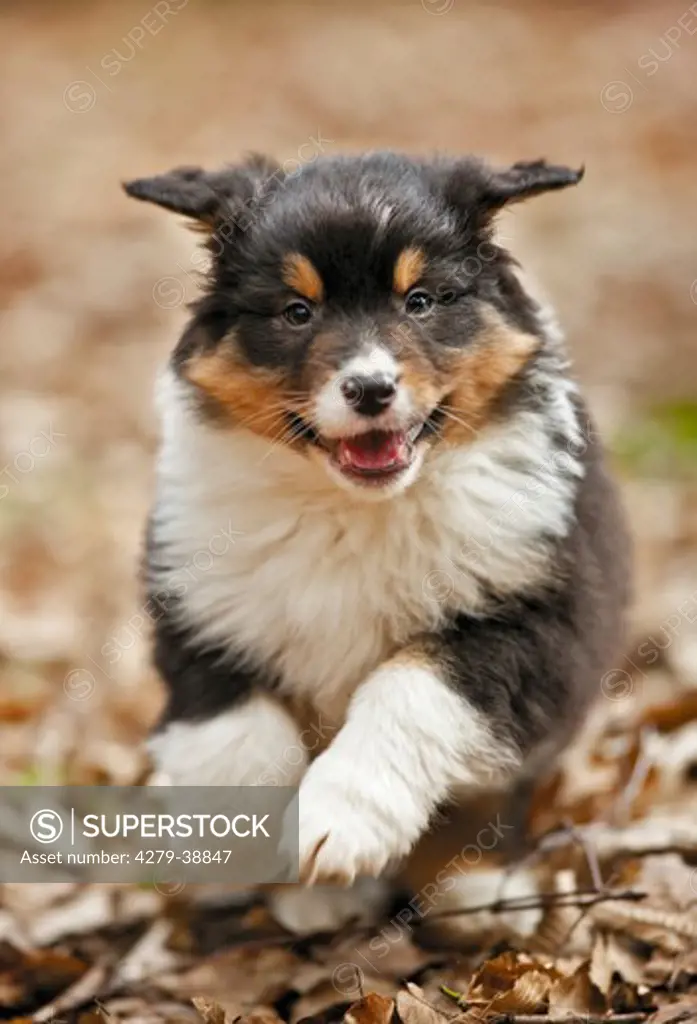 Australian Shepherd dog - puppy - running