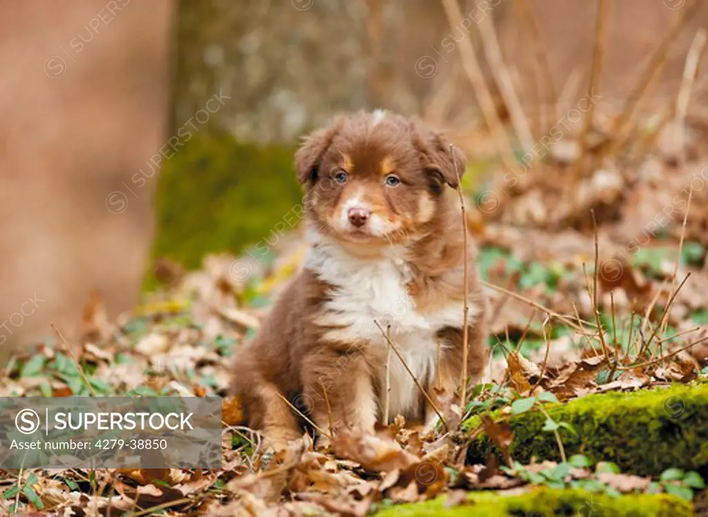 Australian Shepherd dog - puppy - sitting