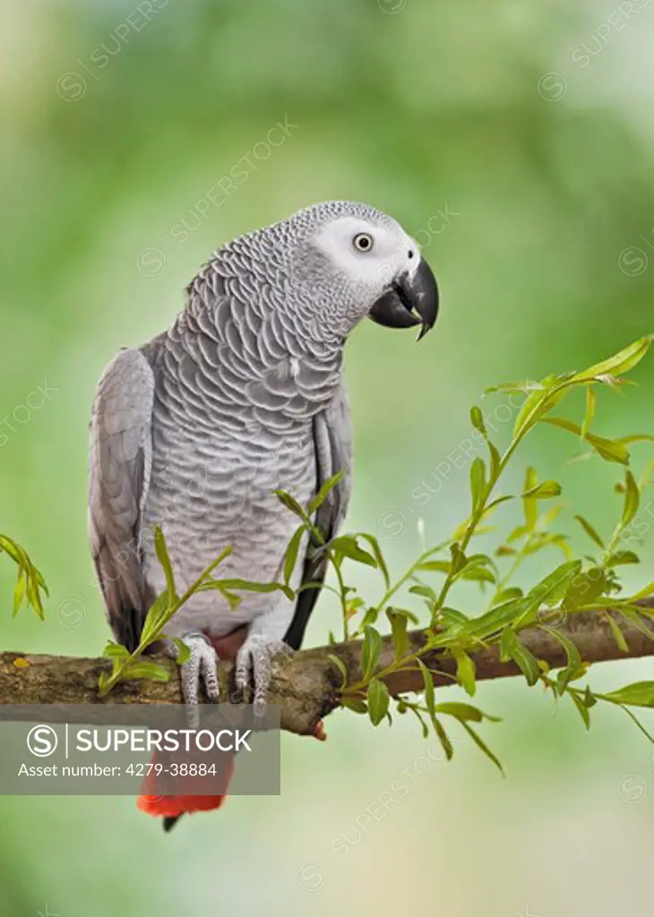 Congo African Grey Parrot on branch