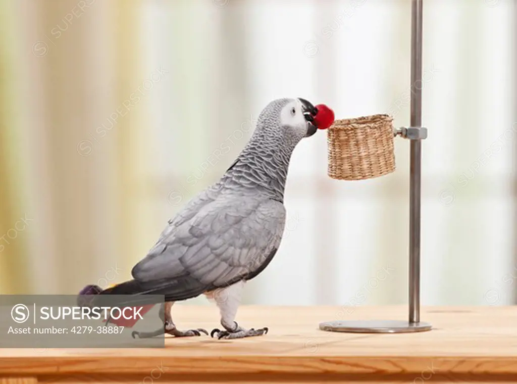 Congo African Grey Parrot - playing - testing its behavior
