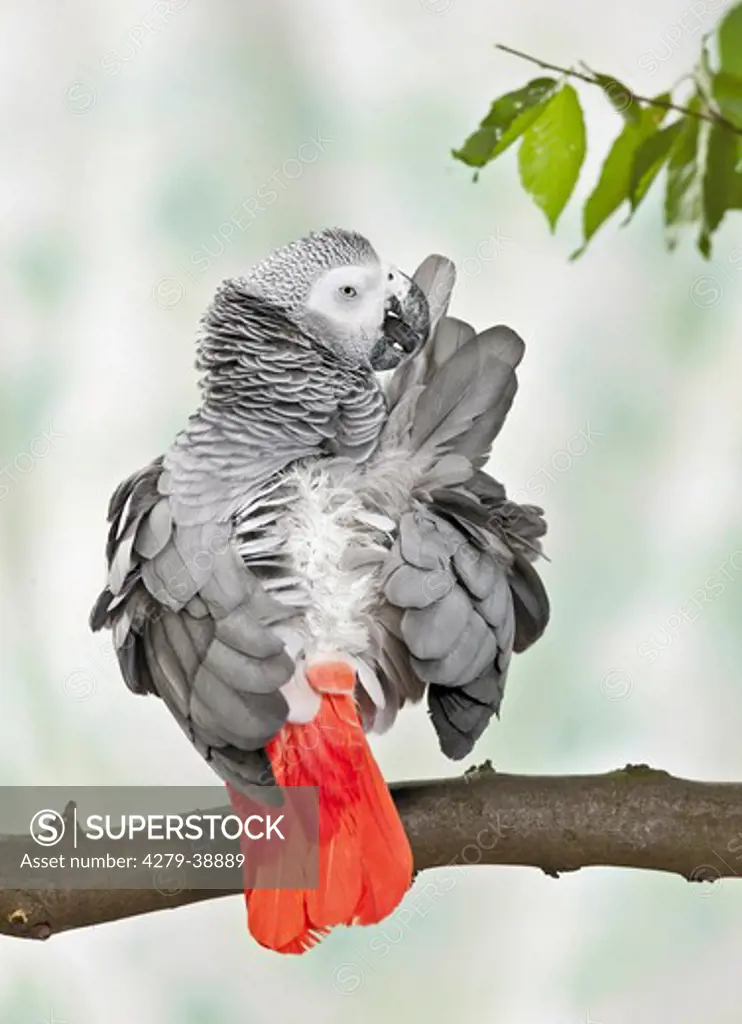 Congo African Grey Parrot - preening itself
