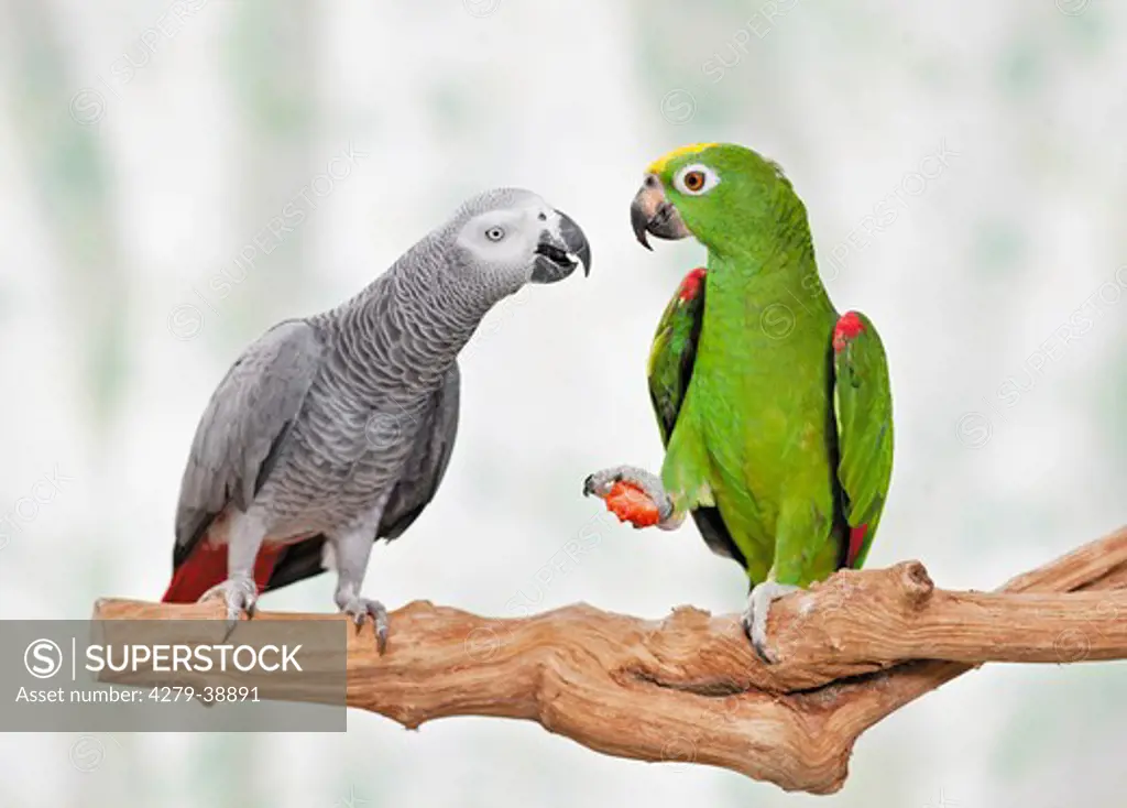 Congo African Grey Parrot and Panama Yellow-headed Amazon
