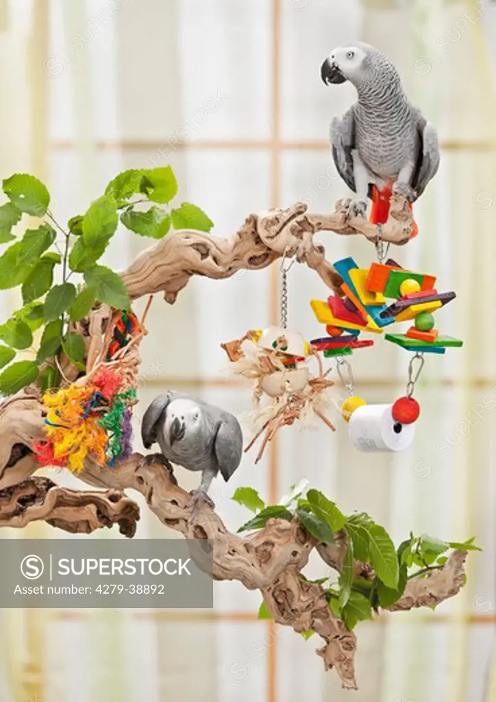 two Congo African Grey Parrots with toys on branch