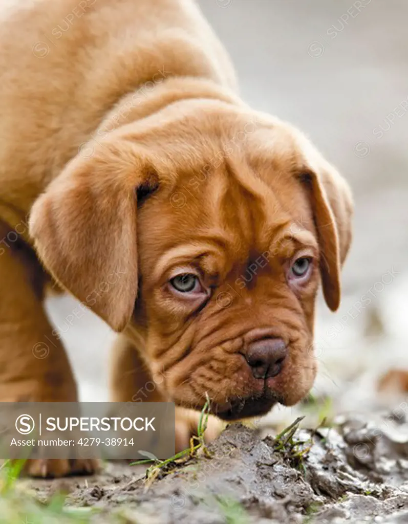 Bordeaux Mastiff dog - puppy